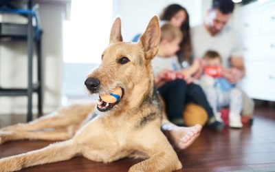 Are My Pets Ruining My Indoor Air Quality in Sunrise, FL?